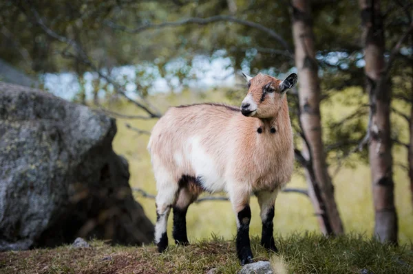 Chèvres dans un pâturage d'été — Photo