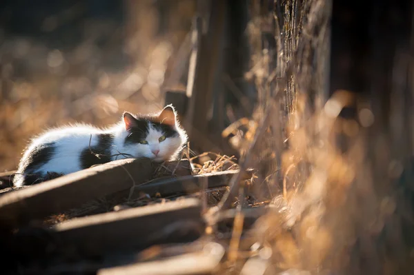 Kat ontspannen op de zon — Stockfoto