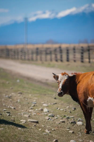 Healthy and well fed cow on pasture in the mountains, with selective focus — Stock Photo, Image