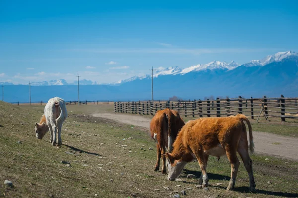 Seçici odak ile dağlarda mera üzerinde sağlıklı ve iyi beslenmiş inek — Stok fotoğraf