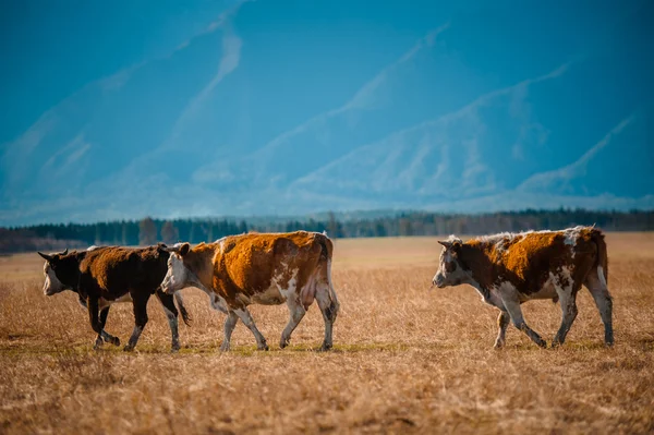 Healthy and well fed cow on pasture in the mountains, with selective focus — Stock Photo, Image