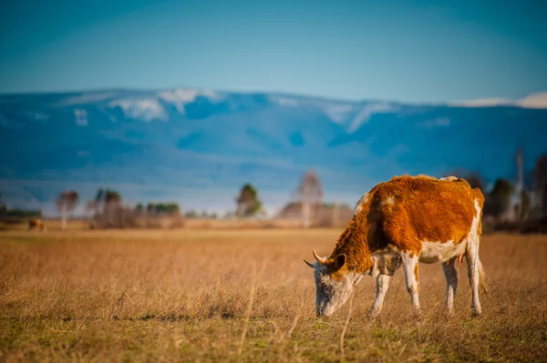 Vaca sana y bien alimentada en pastos en las montañas, con enfoque selectivo — Foto de Stock
