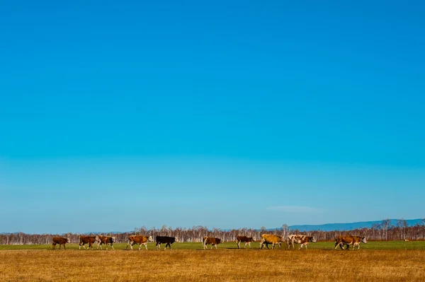 Vaca sana y bien alimentada en pastos en las montañas, con enfoque selectivo — Foto de Stock