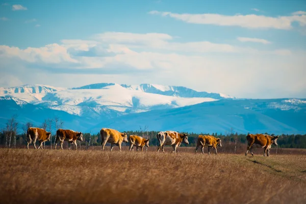 Healthy and well fed cow on pasture in the mountains, with selective focus — Stock Photo, Image