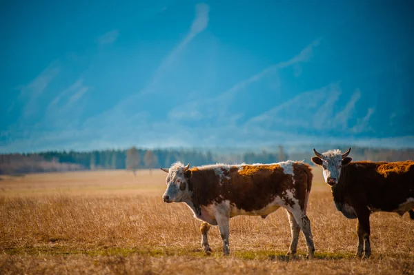 Healthy and well fed cow on pasture in the mountains, with selective focus — Stock Photo, Image