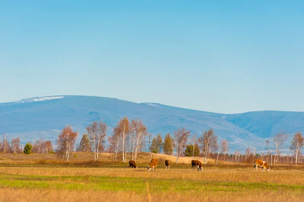 Vache saine et bien nourrie sur les pâturages en montagne, avec un accent sélectif — Photo