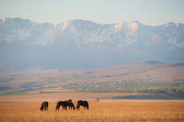 Beautiful bay horse herd grazes in the mountains at sunset, amazing hipster sunny natural background — Stock Photo, Image