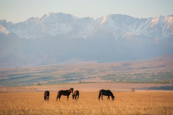 Hermosa manada de caballos de la bahía pastan en las montañas al atardecer, increíble hipster fondo natural soleado — Foto de Stock