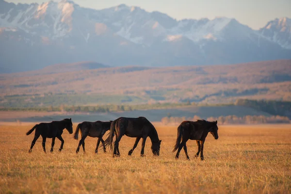 Beautiful bay horse herd grazes in the mountains at sunset, amazing hipster sunny natural background — Stock Photo, Image