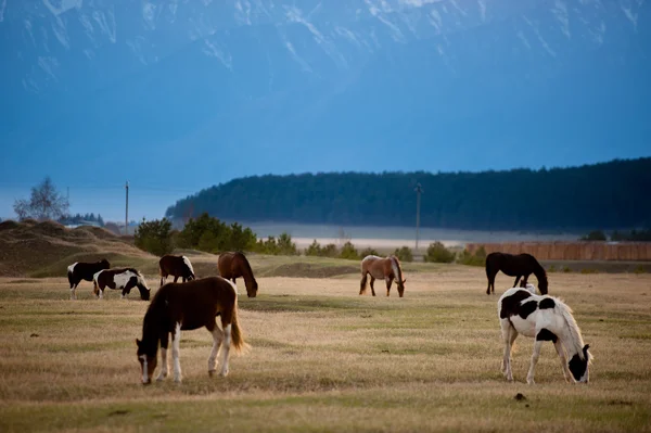 Hermosa manada de caballos de la bahía pastan en las montañas al atardecer, increíble hipster fondo natural soleado — Foto de Stock