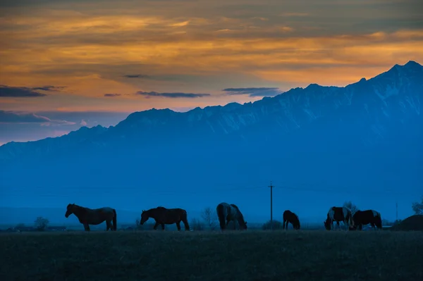 Hermosa manada de caballos de la bahía pastan en las montañas al atardecer, increíble hipster fondo natural soleado — Foto de Stock