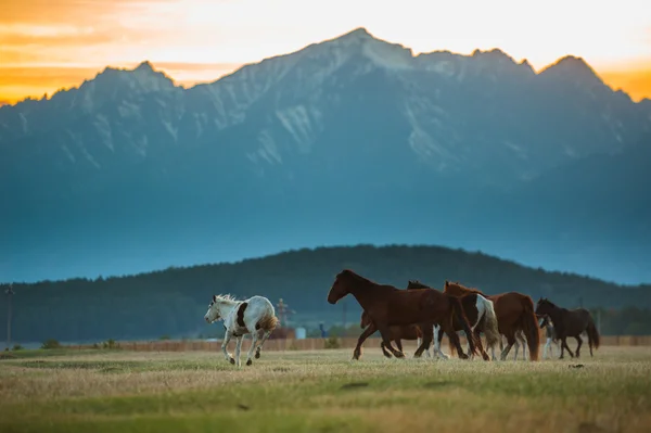 Hermosa manada de caballos de la bahía pastan en las montañas al atardecer, increíble hipster fondo natural soleado — Foto de Stock