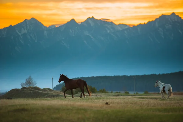 Vackra bay häst besättningen skrubbsår i bergen i solnedgången, fantastiska hipster soliga naturliga bakgrund — Stockfoto