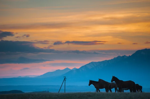 Hermosa manada de caballos de la bahía pastan en las montañas al atardecer, increíble hipster fondo natural soleado — Foto de Stock