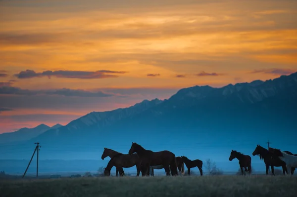 Αγέλη όμορφο κόλπο άλογο που βόσκει στα βουνά στο ηλιοβασίλεμα, καταπληκτικό hipster ηλιόλουστη φυσικό περιβάλλον — Φωτογραφία Αρχείου