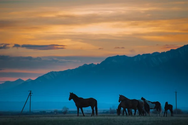 Beautiful bay horse herd grazes in the mountains at sunset, amazing hipster sunny natural background — Stock Photo, Image