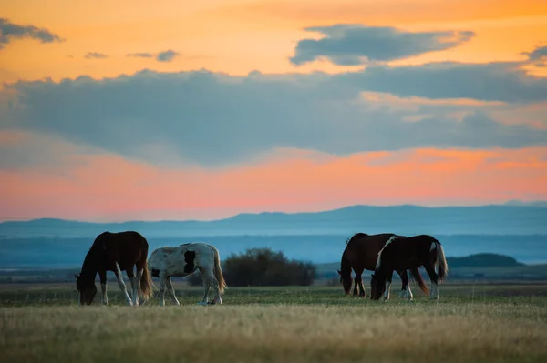 Vackra bay häst besättningen skrubbsår i bergen i solnedgången, fantastiska hipster soliga naturliga bakgrund — Stockfoto