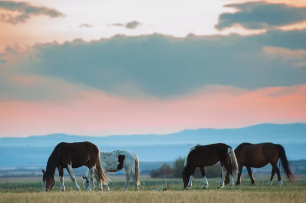 Hermosa manada de caballos de la bahía pastan en las montañas al atardecer, increíble hipster fondo natural soleado — Foto de Stock