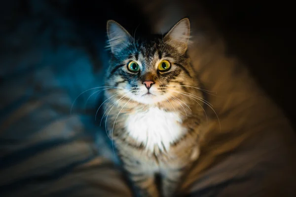 Yatakta güzel kedi oturma — Stok fotoğraf