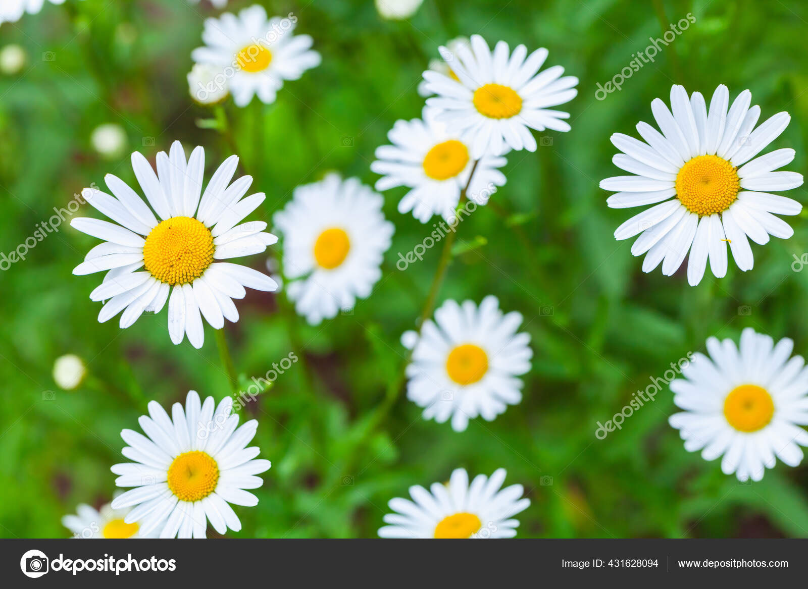 夏花背景图片有选择的软焦点 图库照片 C Eugenesergeev