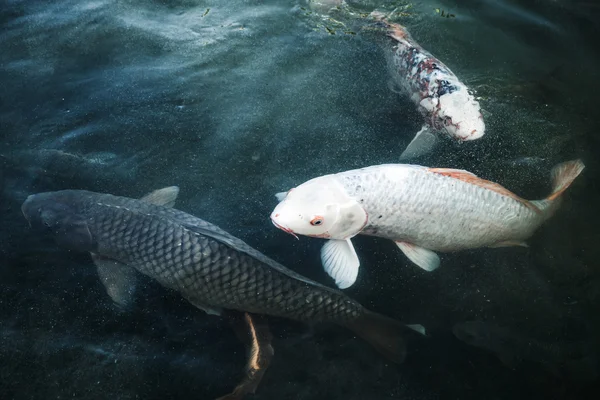 Group of big carps floats in blue water, stylized photo — Stock Image Group of big carps floats in blue water, stylized photo Royalty Free Stock Images