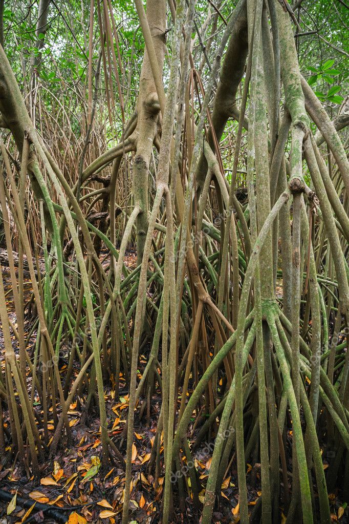 майнкрафт мангровое дерево #7
