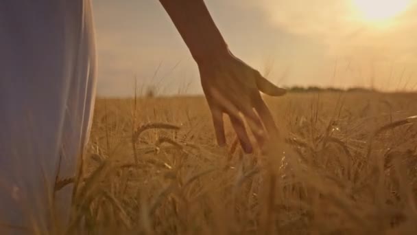 Close-up van de hand van jonge vrouw in witte jurk wandelen door korenveld en aanraken rijpe tarwe oren met haar hand concept van oogsten, natuur, landbouw en welvaart. Video in slow motion. — Stockvideo