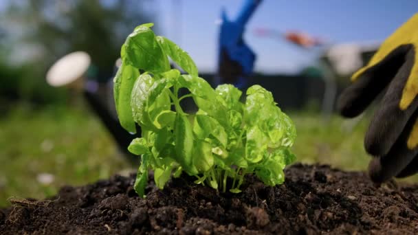 El agricultor cava cuidadosamente la planta de albahaca verde desde el suelo con raíz para trasplantarla a otro suelo. El cuidado cuidadoso del jardinero para una planta orgánicamente útil. Cuidado de la albahaca — Vídeo de stock