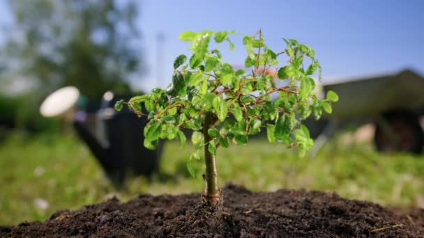 As mãos de jardineiros escavam a fábrica de bonsai jovem da terra fértil preta no tempo ensolarado. Jardineiro cuida de plantas no centro de jardim, plantio de transplantes de agricultores a partir do solo. — Vídeo de Stock