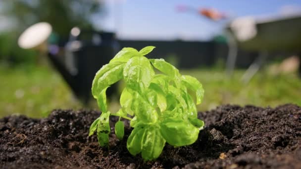 La cálida lluvia de verano vierte la planta de ensalada de albahaca verde. Farmer cultiva ensalada de albahaca orgánica en su granja. Cultivo de plantas orgánicamente puras en la granja. La albahaca verde fresca crece del suelo. — Vídeo de stock