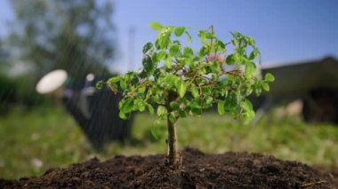 Sulama ve yeşil bitkilerle ilgilenme süreci. Bonsai Bahçe Konsepti. Yaz yağmuru suları güneş ışığına çıkar. Bahçıvan suları yaz mevsiminde verimli topraklarda büyüyen küçük yeşil bonsai ağacı..