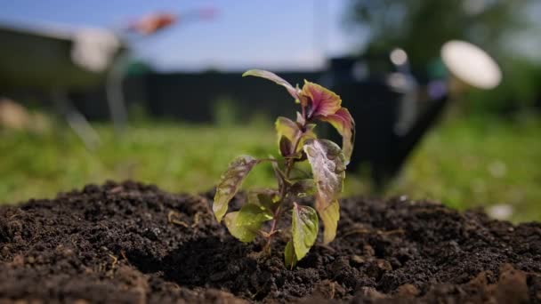 Cura attenta di giardiniere per un impianto organicamente utile. L'agricoltore scava con cura la pianta di basilico viola da terra con radice per trapiantarla in un altro terreno. Cura per il basilico viola. — Video Stock