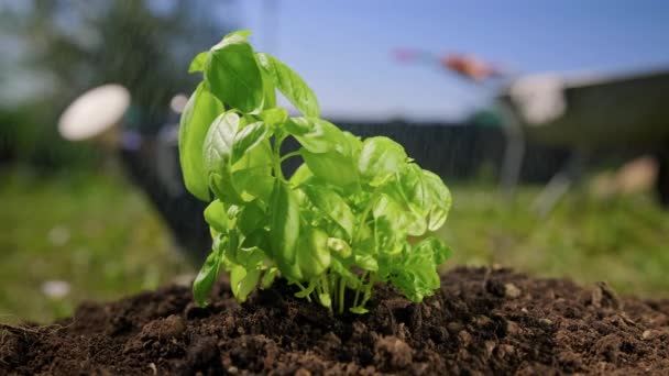 Processo de rega de plantas verdes em tempo de verão quente. Agricultor cultiva salada de manjericão orgânico em sua fazenda. Cultivo de plantas organicamente puras plantas o fazenda. Manjericão verde fresco cresce do solo — Vídeo de Stock