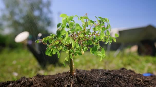 Bonsai Gardening Concept. Las aguas pluviales de verano se plantan a la luz solar. El jardinero riega un pequeño árbol verde de bonsái que crece en tierra fértil en verano. Proceso de riego y cuidado de la planta verde. — Vídeos de Stock