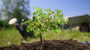 Gardener waters small green bonsai tree growing in fertile land in summer weather. Process of watering and caring for green plant. Bonsai Gardening Concept. Summer rain waters plant in sunlight.