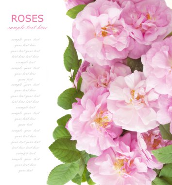 Gül çiçek bsckground portre