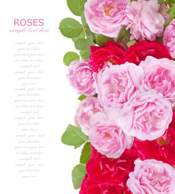 Gül çiçek bsckground portre