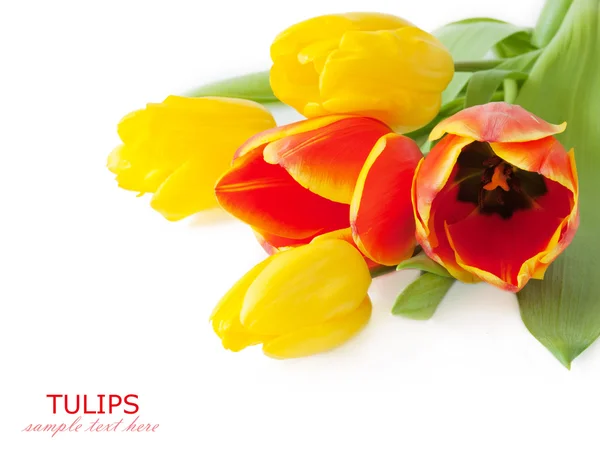 Hermosos Tulipanes Aislados Sobre Fondo Blanco Plantilla Para Tarjeta Felicitación —  Fotos de Stock