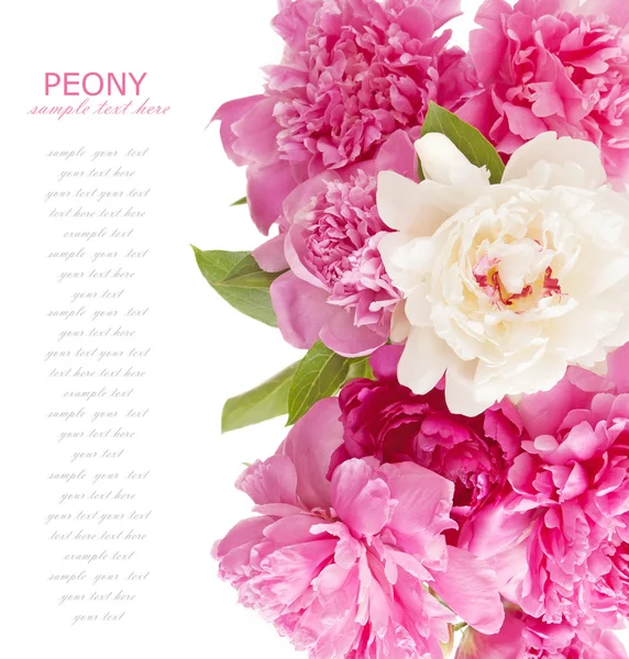 Peony bloemen bos geïsoleerd op witte achtergrond — Stockfoto