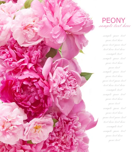 Peony flowers bunch isolated on white background — Stock Photo, Image