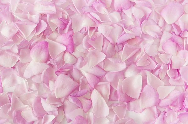 Rose petals isolated on white background — Stock Photo, Image