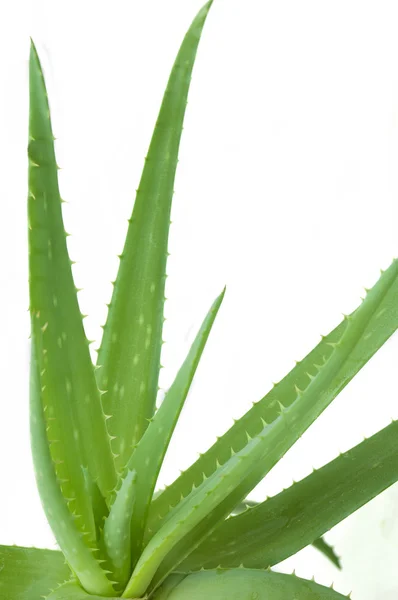 白い背景に緑のアロエベラの植物 — ストック写真
