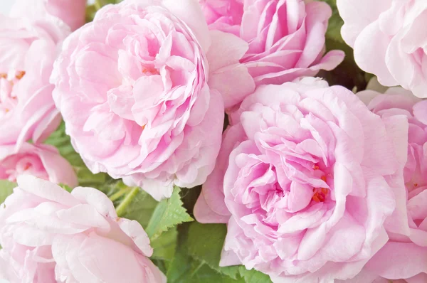 Fleurs roses bsckground gros plan — Photo