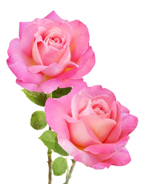 Rose flores cacho isolado no fundo branco — Fotografia de Stock