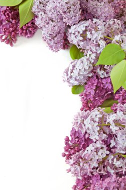 Leylak demet izole üzerinde beyaz arka plan