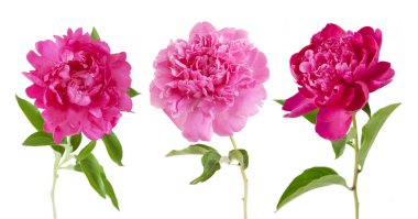 Şakayık çiçeği, beyaz arkaplanda izole edilmiş.