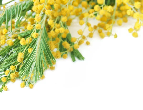 Mimose Blumen Zweig isoliert auf weißem Hintergrund mit Beispieltext — Stockfoto