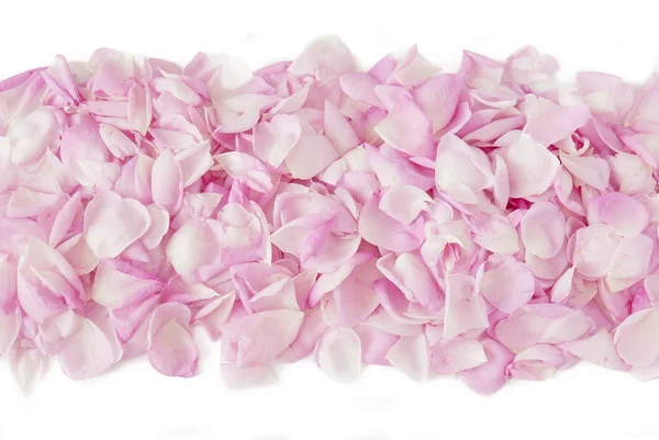 Rose petals isolated on white background — Stock Photo, Image