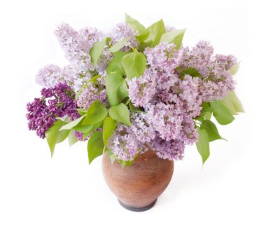 Leylak demet izole üzerinde beyaz arka plan