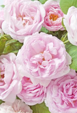 Gül çiçek bsckground portre